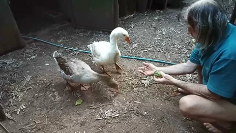 Ezra our Gander eating some broccoli 1st October 2021