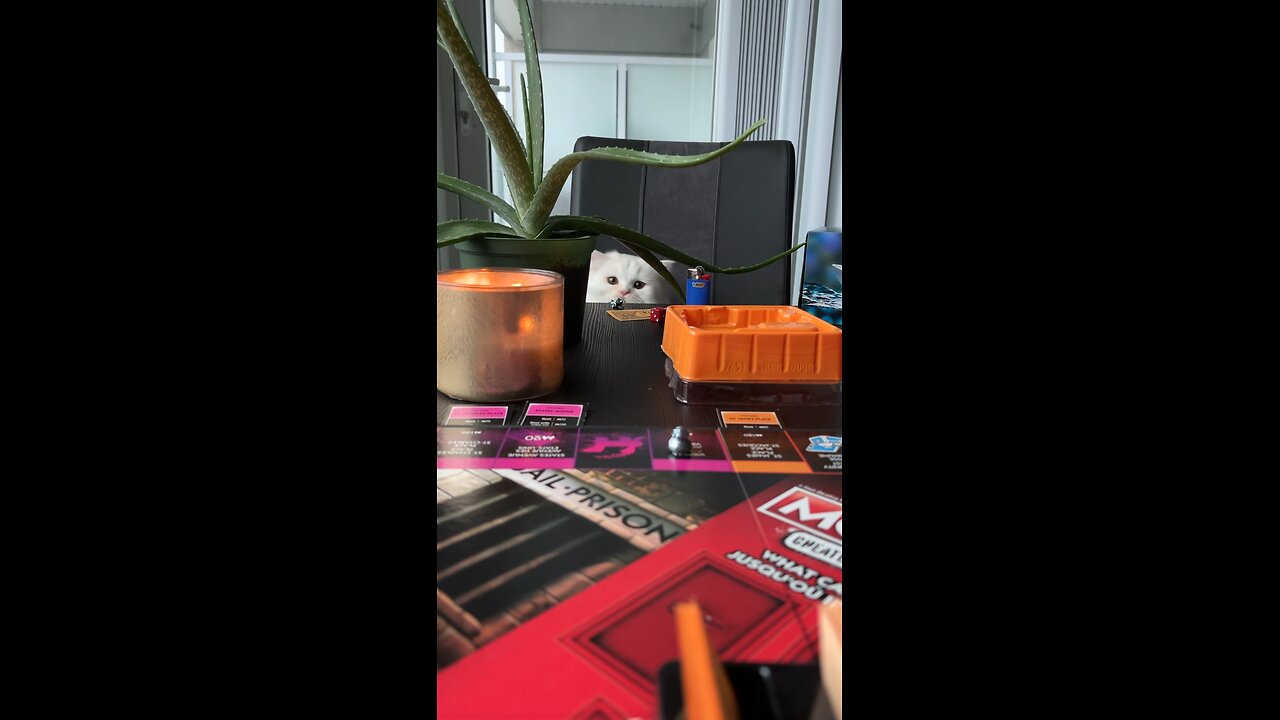 Cat Playing Family Bored Game