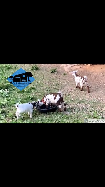 Baby goat hops! I wish I had their energy. #shorts