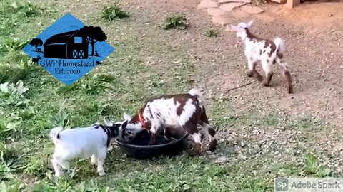 Baby goat hops! I wish I had their energy. #shorts