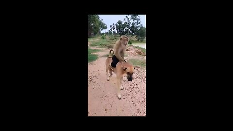 Dog Monkey friends