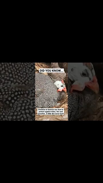 Guinea Takes a Dust Bath