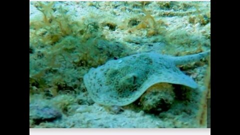 Footage of baby stingray eating is truly remarkable