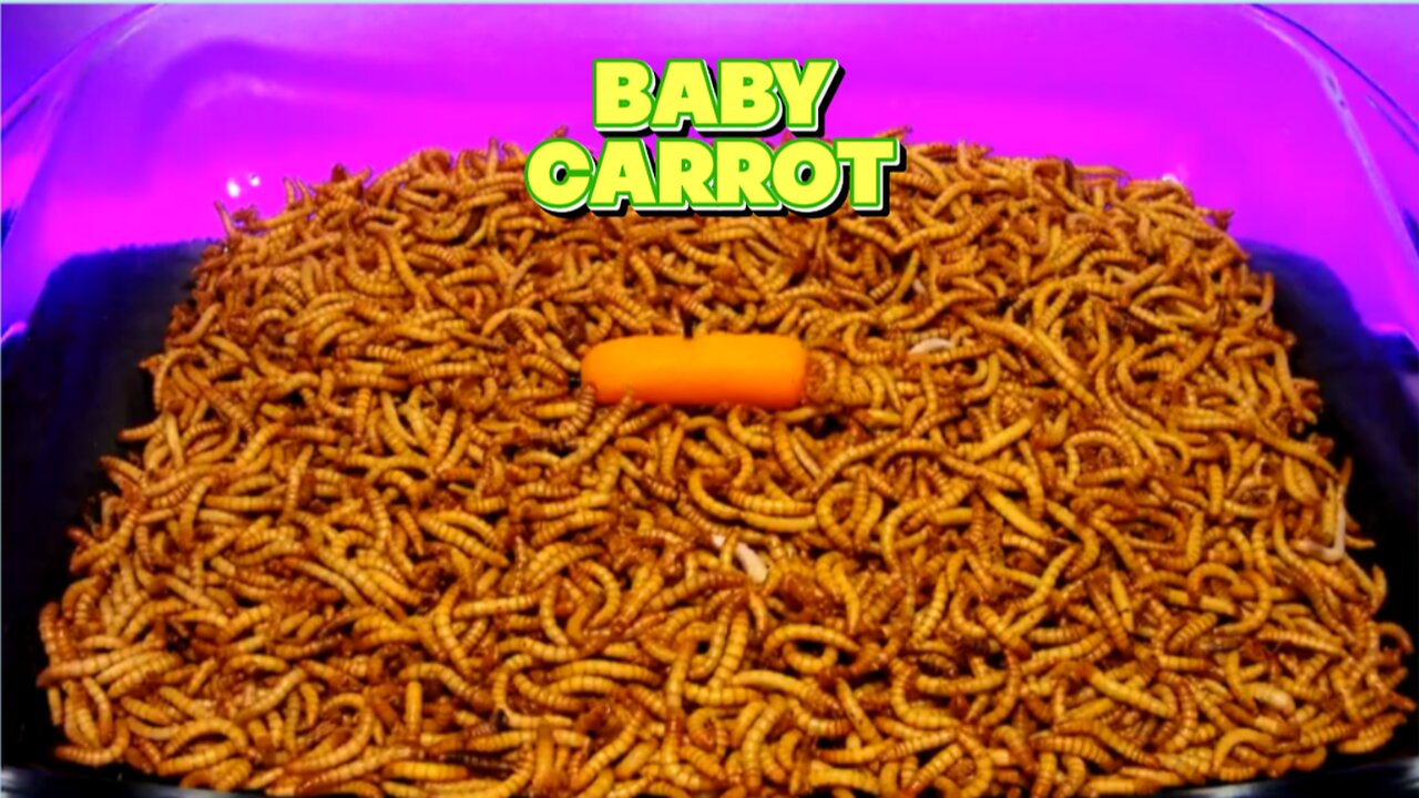 MEALWORMS VS BABY CARROT