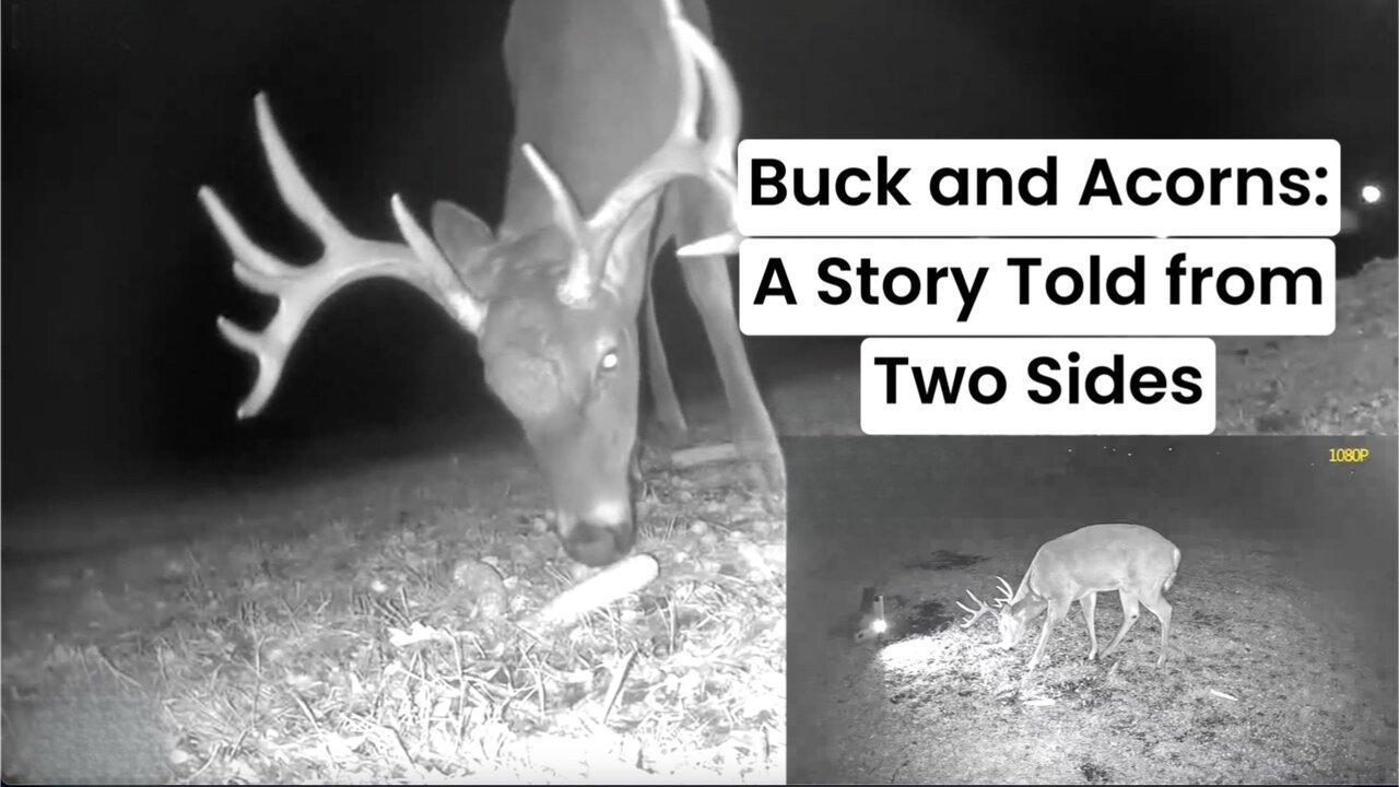 Buck and Acorns: A Story Told from Two Sides | My Backyard Friends