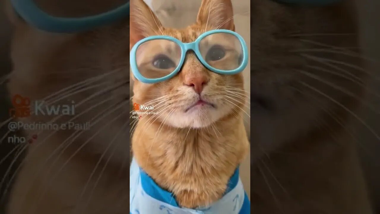 vídeos shorts do kawai #shorts