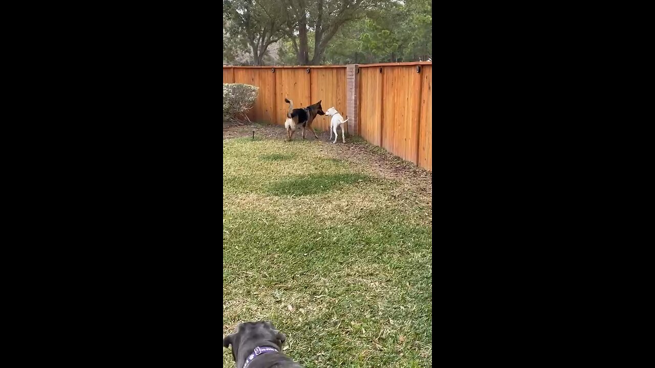 Dogo Argentino and German Shepherd Playing Catch!