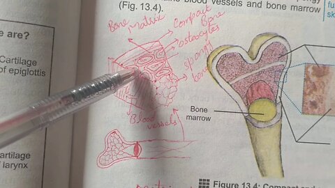 Biology 10th Lecture 3
