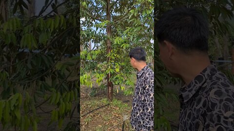នេះទុរេនដែលបានកើតជម្ងឺបូសទឹក / Khmer Agriculture / Khmer Durian / EXM Cambodia