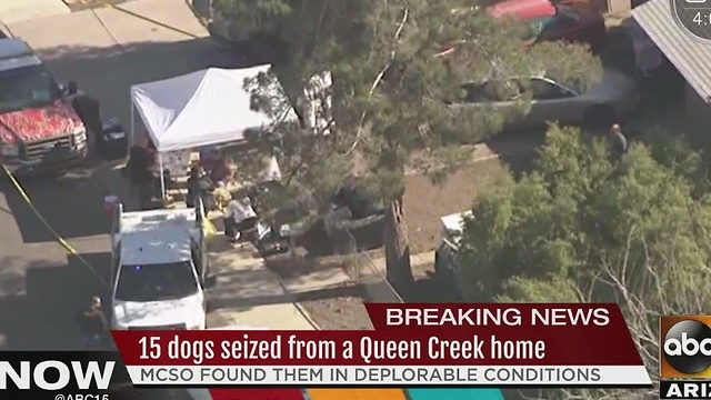 15 dogs seized from Queen Creek home living in deplorable conditions Wednesday
