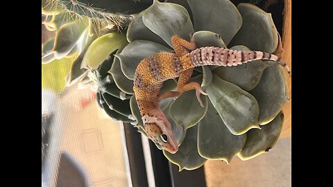 Gecko up close