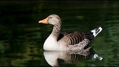 Beautiful cute Ducks