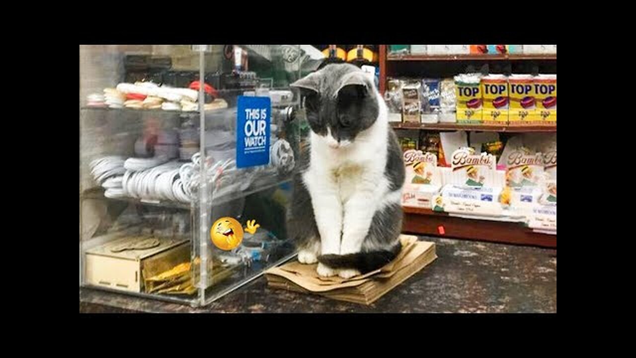 😂 LAUGH Non-Stop With These Funny Cats