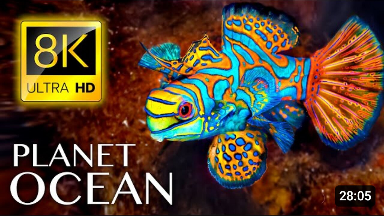 Dive Into Ocean World in 8K Ultra HD Video