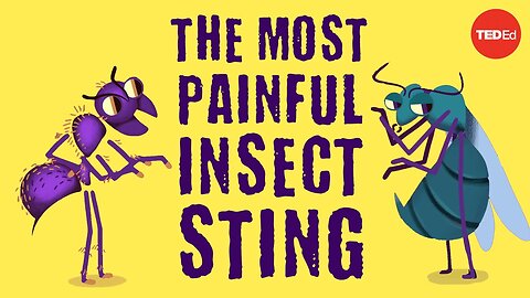 The world’s most painful insect sting - Justin Schmidt