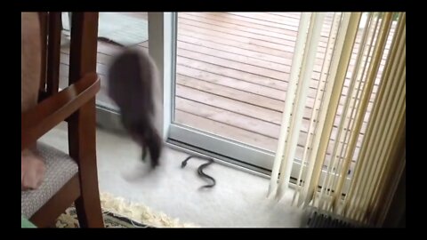 Cat Got Scared By Fake Snake | Funny Video