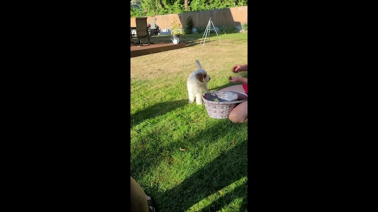 Golden Doodle puppy puts away his toys