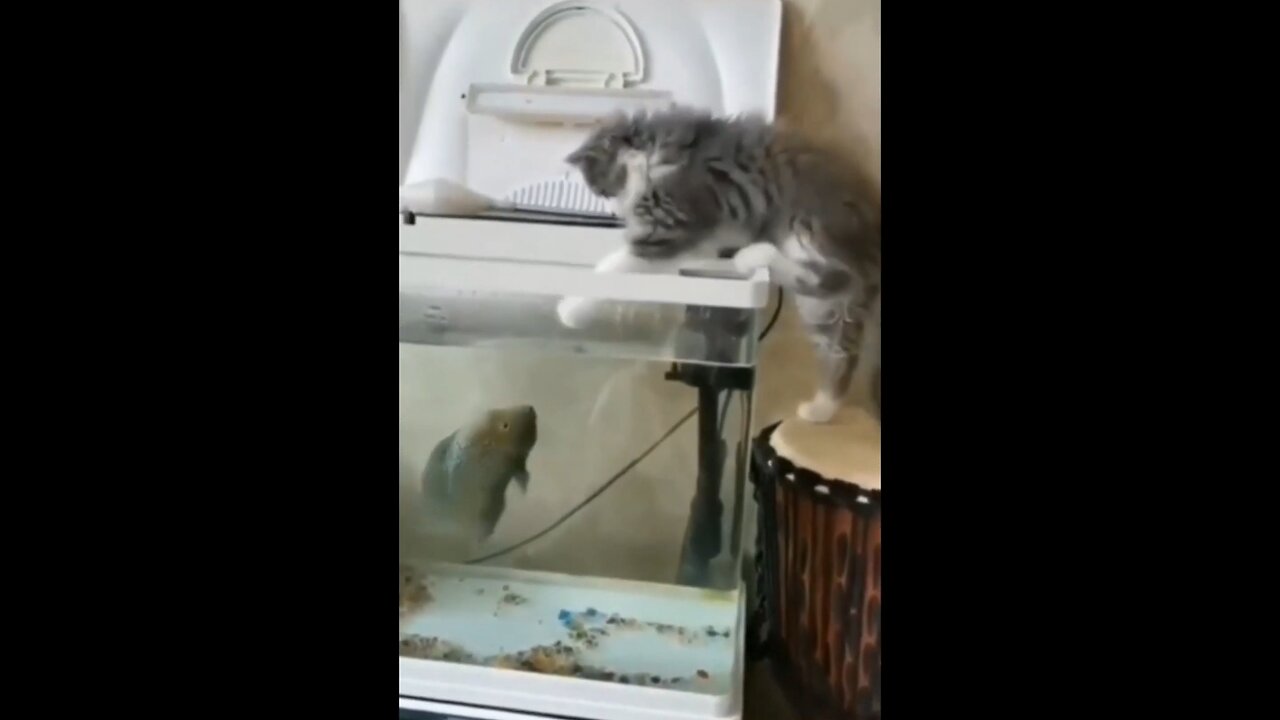 fish attack on cat videos shorts reels fbreels cats funny funnycats animals