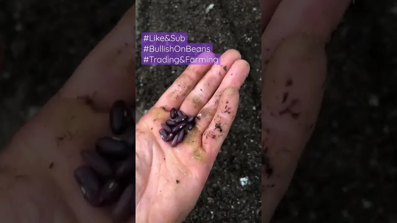 Bullish on Beans
