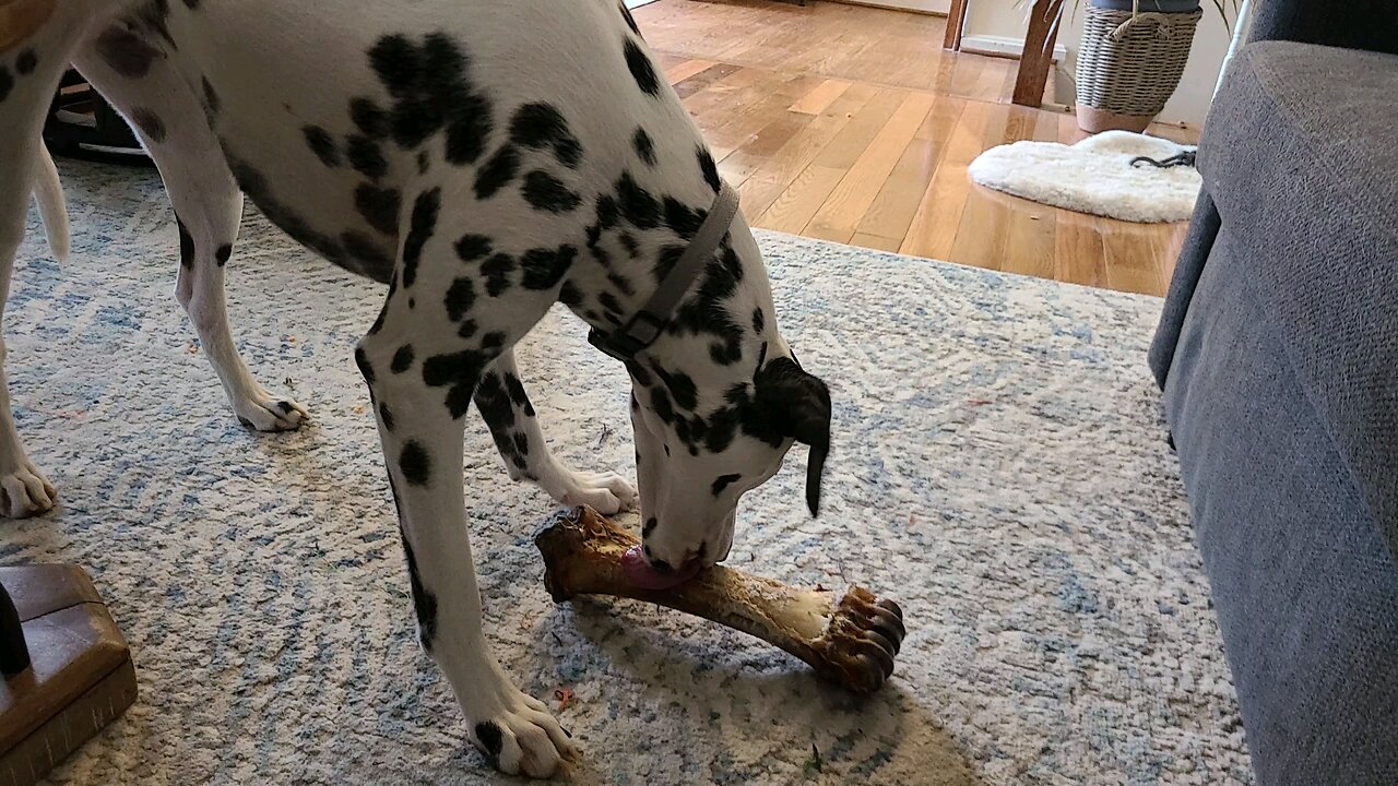 Luna vs a Giant Romanian Beef Shin Bone Day 1