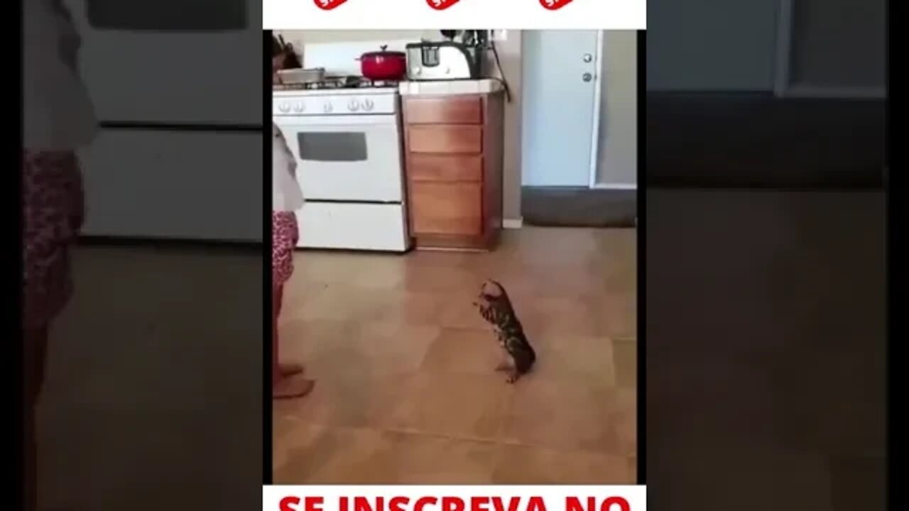 Criança fazendo ginástica com o gato #shorts