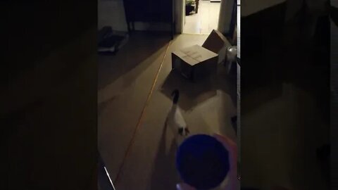 Purrrforming for supper