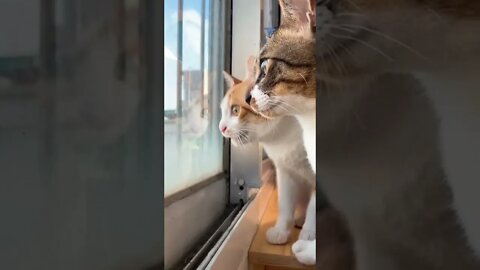 Cat business