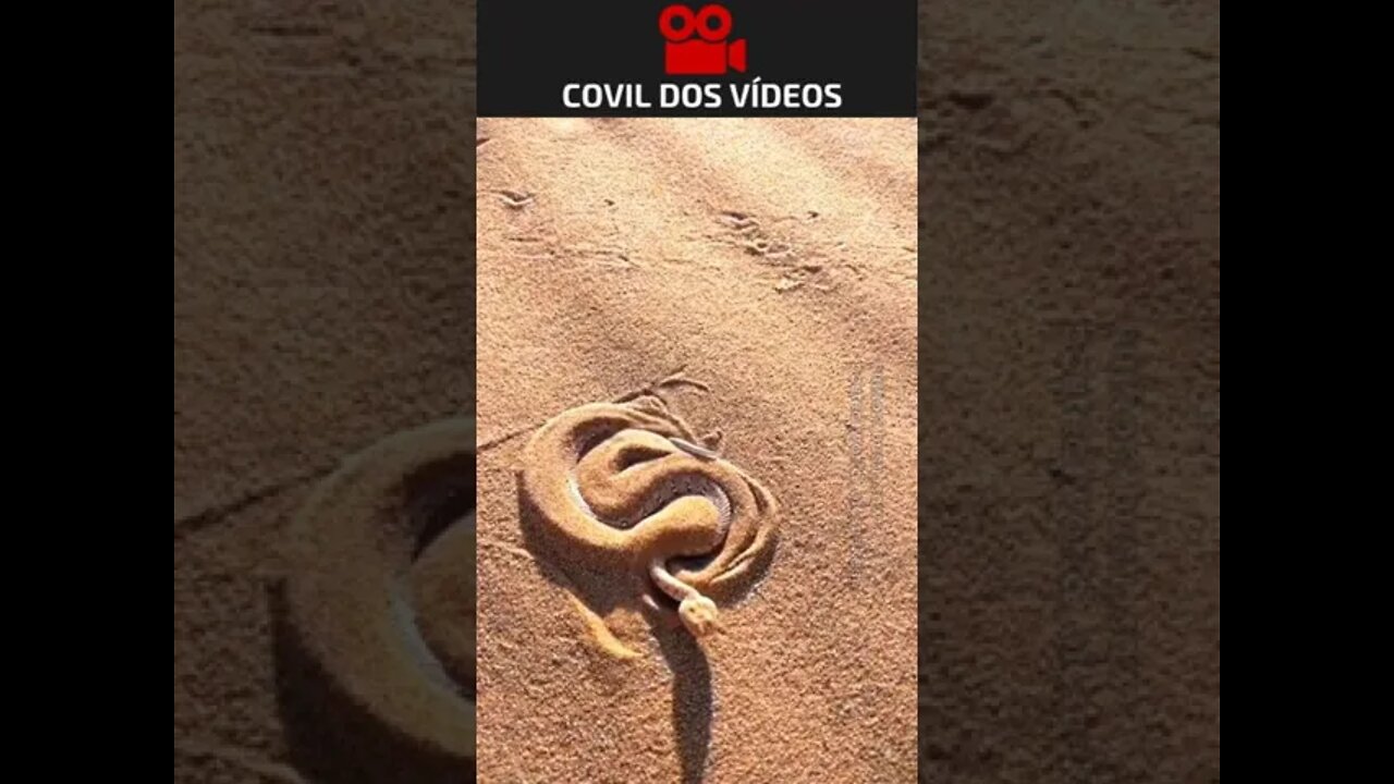 olha como as cobras fazem para se esconder na areia