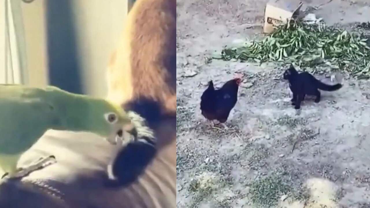 Some funny parts of cats and other animals