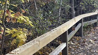 James Gardens Toronto Blue Jay