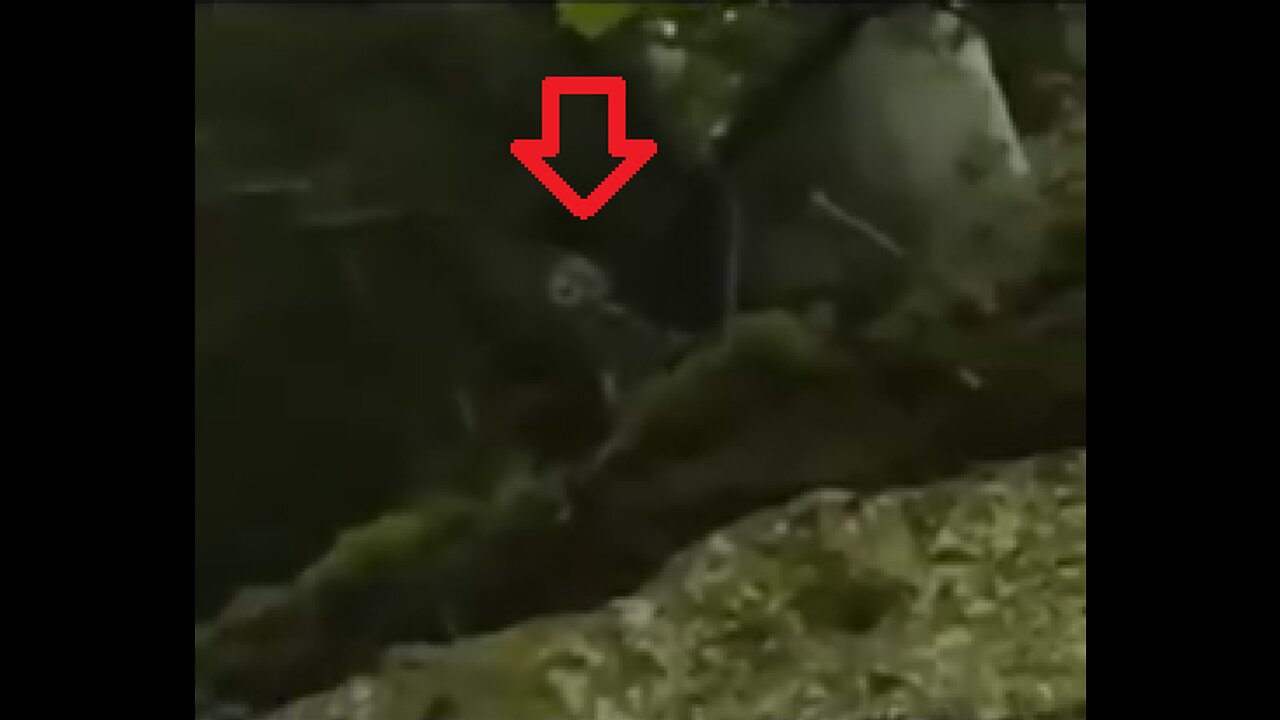 TINY HUMANOID CREATURE IN THE JUNGLE 🤔?!