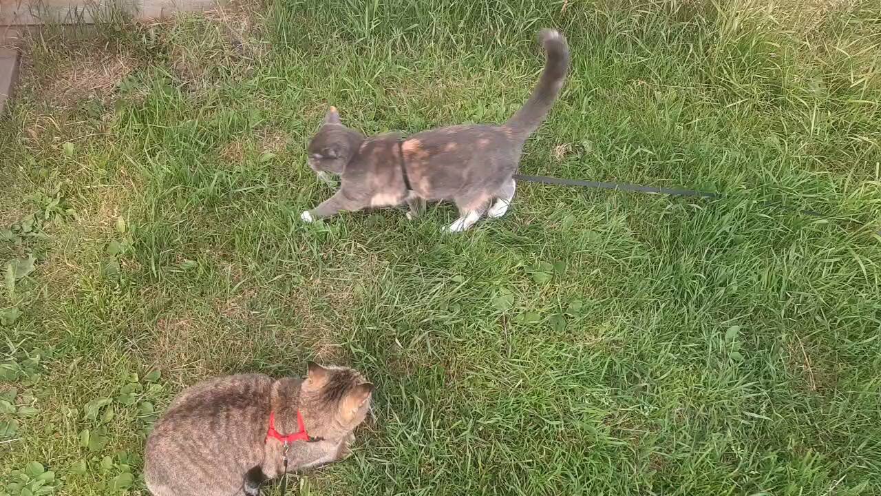 Young cat funny attacks the eldest