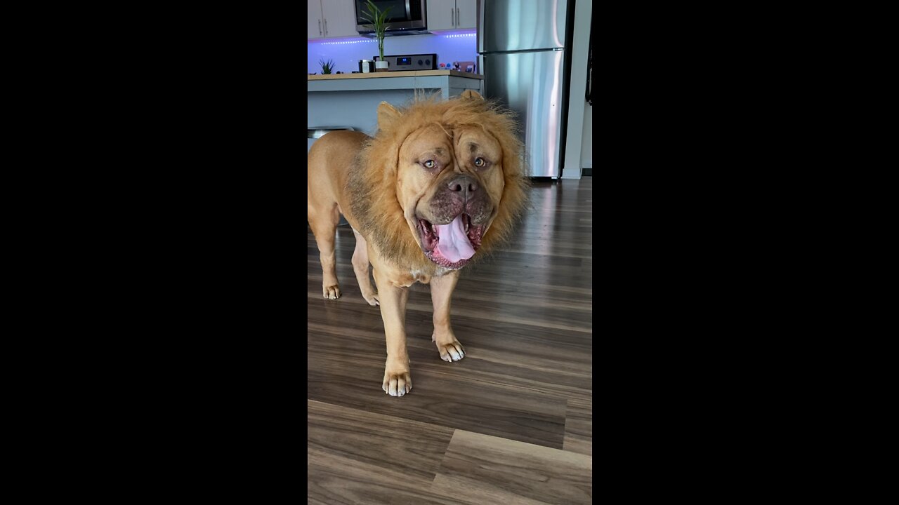 MASSIVE Pit Bull or “Baby Lion”??? 🦁