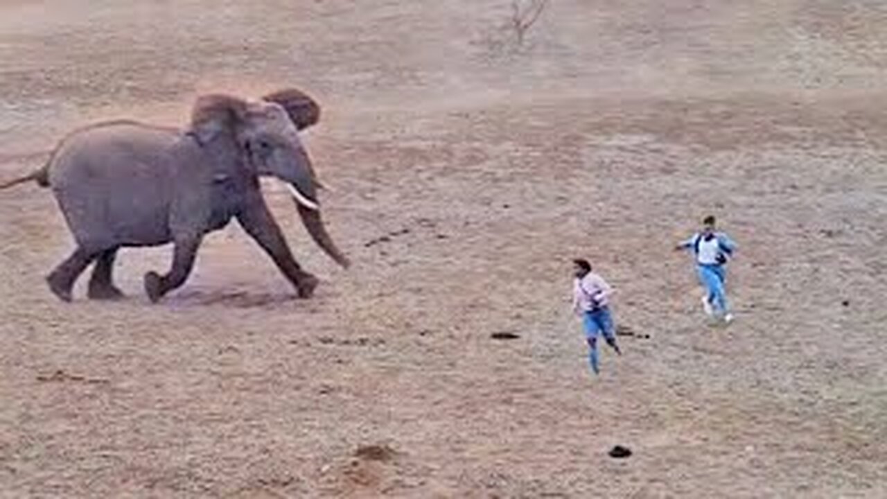 Elephants Show Tourists Why You Shouldn't Get Out Your Car