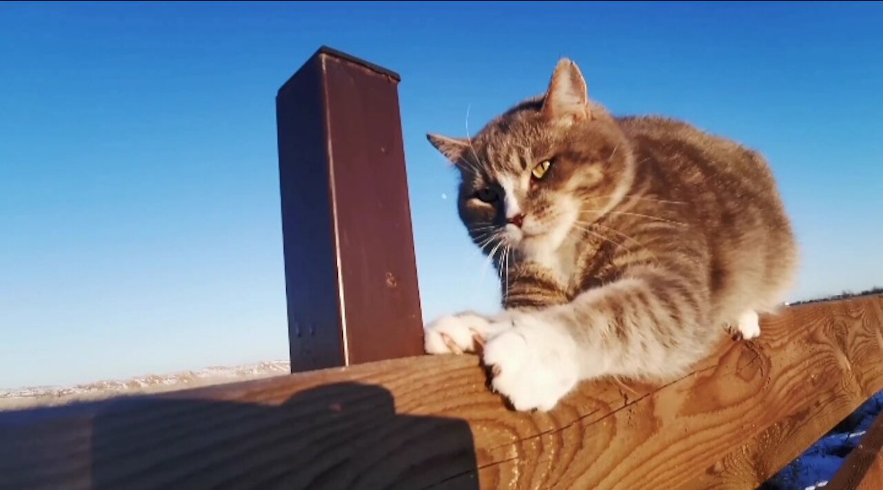 A gentle cat responds to its owner and makes funny moves