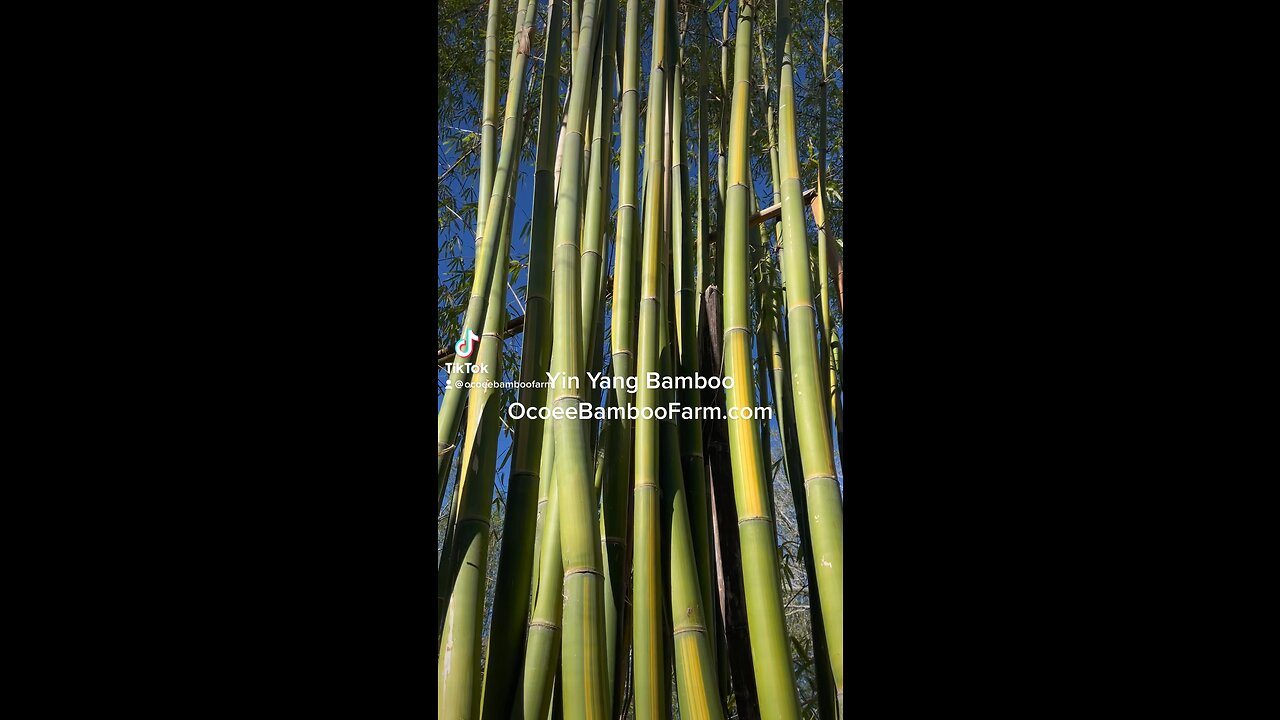 Yin Yang Bamboo 407-777-4807 Ocoee Bamboo Farm