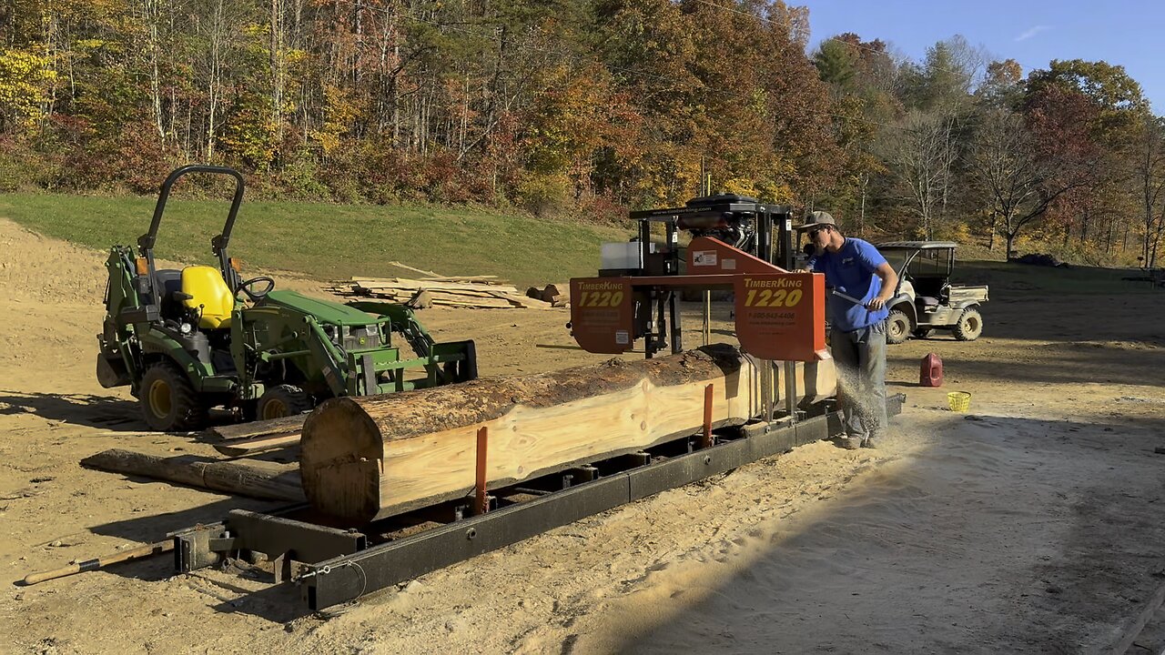 Sawing a white pine 🌲 🪚