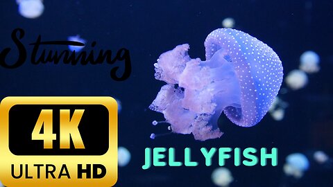 Jellyfish in Stunning 4K