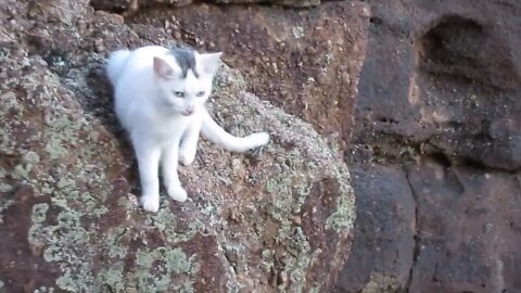 Our Cats #61 #shorts – Hop Down or Walk Around a Boulder?