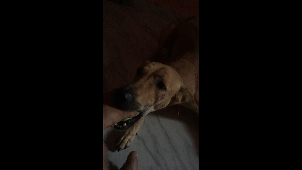 Play mode on…🦮🐕‍🦺🐕😊