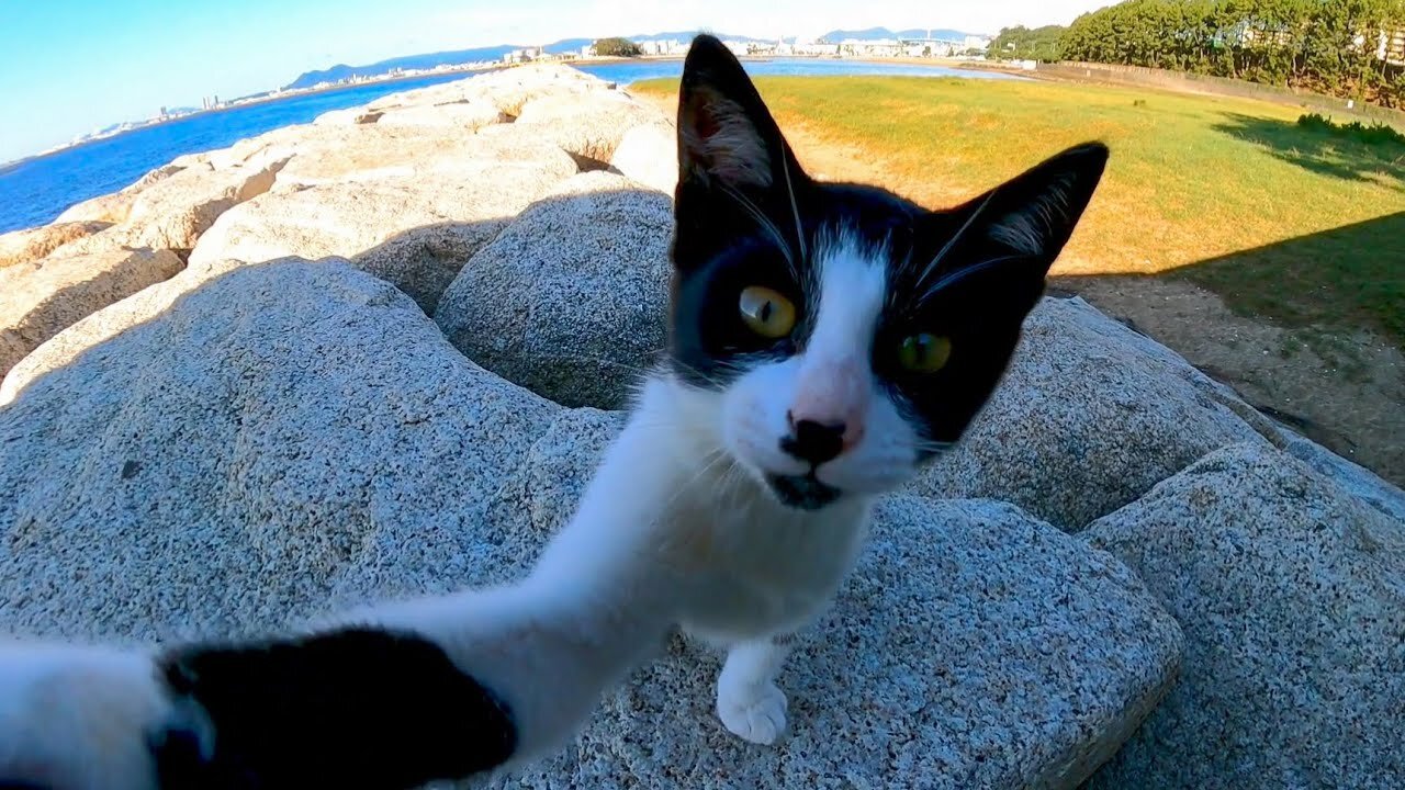 The kitten that ran away came back after seeing the mother cat being stroked