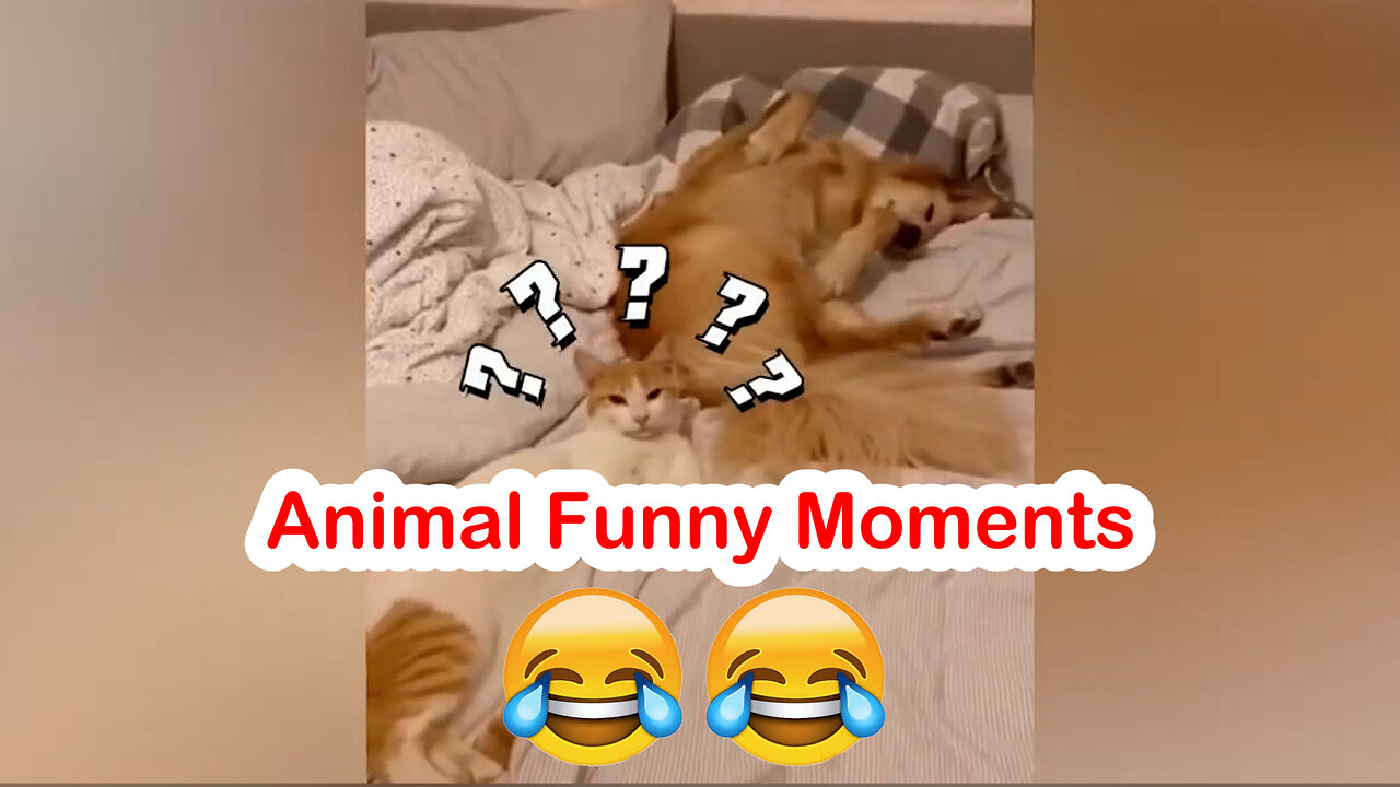 New Funny Cats and Dogs Videos