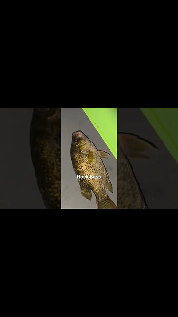 Clever Live well #fishing #fishingvideo #rockbass