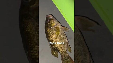 Clever Live well #fishing #fishingvideo #rockbass