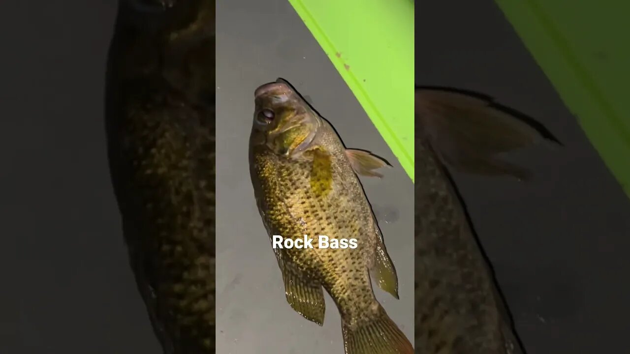 Clever Live well #fishing #fishingvideo #rockbass