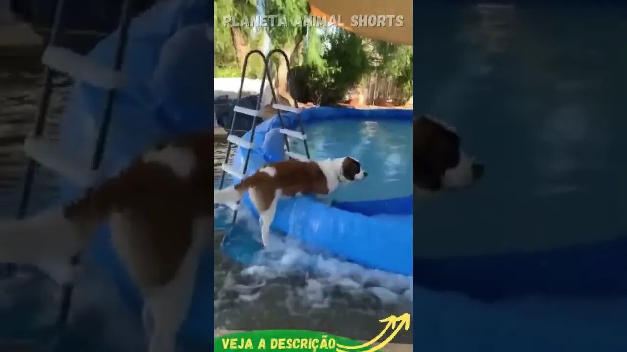 OLHA OQUE ESSE CACHORRO FEZ #shorts #planetaanimalshorts #animals