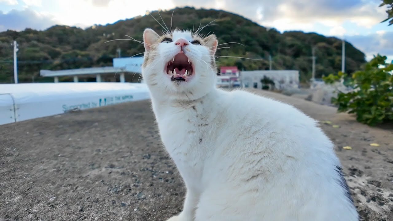 I met a talkative cat on the breakwater