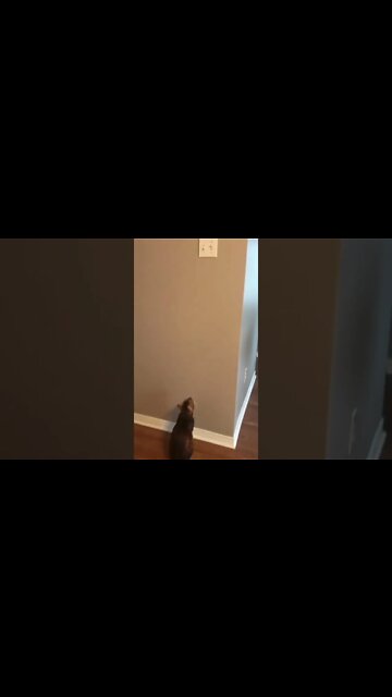 #shorts #2022 funny,prank,funjokes,dad jokes,funny memes,funny video,fun,laughing,funny animal,knock