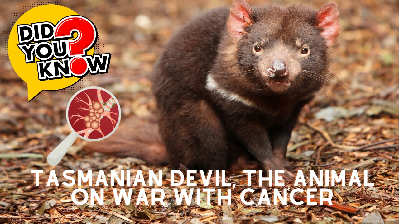 Interesting facts about Tasmanian devil