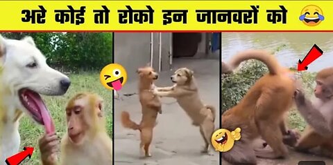 🤣😜 इन जानवरों से पंगा ना बाबा ना | Funny Animal Videos 2023 - Part 10